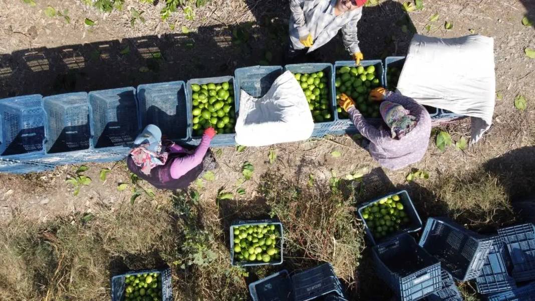 Adana’da Limonu Hem Don Hem Kuraklık Vurdu! Altın Değerinde Hasat Başladı 6